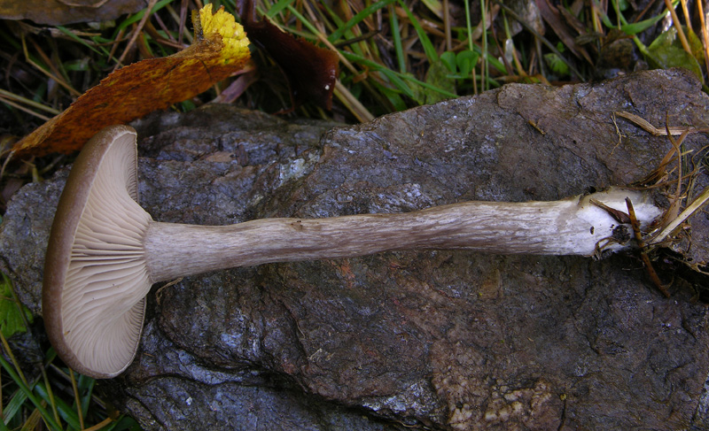 Quando le lamelle decorrono...